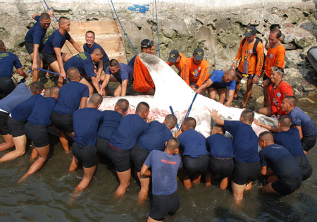 Members of the Philippine Coast Guard-Special Operation Group (PCG-SOG) try to tow a whale shark which fishermen found dying near Manila Bay breakwater, the Philippines, on Oct. 28, 2009. Coast Guard divers found no sign of external injuries on the whale shark. (Xinhua/Jonas Sulitr)