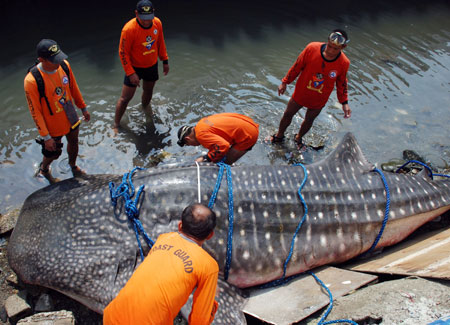 Members of the Philippine Coast Guard-Special Operation Group (PCG-SOG) tow a whale shark which fishermen found dying near Manila Bay breakwater, the Philippines, on Oct. 28, 2009. Coast Guard divers found no sign of external injuries on the whale shark. (Xinhua/Jonas Sulitr)