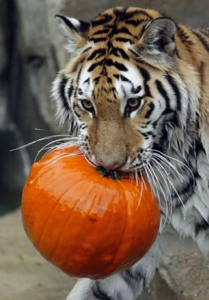 Whirl, a two-year-old-Amur tiger, plays with a pumpkin at the Brookfield Zoo in Brookfield, Illinois October 28, 2009. Zookeepers fed pumpkins to the zoo's lions, tigers, bears and gorillas, in honor of the upcoming October 31 Halloween holiday.(Xinhua/Reuters Photo)