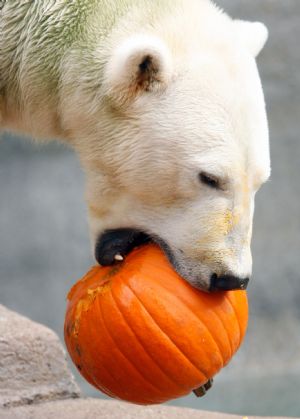 Hudson a-two-year-old polar bear, eats a pumpkin at the Brookfield Zoo in Brookfield, Illinois October 28, 2009.(Xinhua/Reuters Photo)