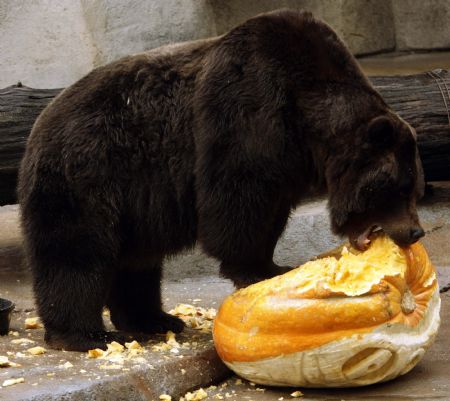 Axhi, a 700lb 14-year-old brown bear, eats a 300lb pumpkin at the Brookfield Zoo in Brookfield, Illinois October 28, 2009.(Xinhua/Reuters Photo)