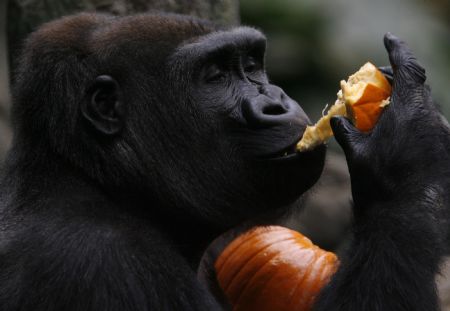 Nadaya, a male western lowland gorilla, eats a pumpkin at the Brookfield Zoo in Brookfield, Illinois October 28, 2009.(Xinhua/Reuters Photo)