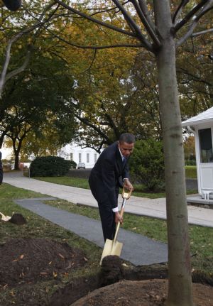 U.S. President Barack Obama plants a commemorative tree at the White House in Washington October 28, 2009.(Xinhua/Reuters Photo)