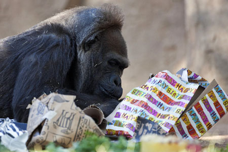 Vila, the third-oldest western lowland gorilla in the U.S., unwraps presents while celebrating her 52nd birthday at the San Diego Zoo's Wild Animal Park in San Diego, California, October 28, 2009. Vila received presents full of fruit, nuts and seeds, and ate a peanut butter-frosted banana ice cake topped with carrot candles.(Xinhua/Reuters Photo)