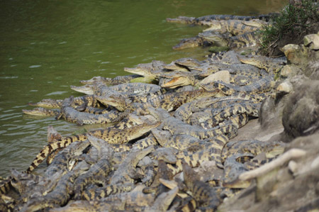 A hoard of crocodiles crowd together at the bank of the reservoir of the crocodile-breeding aquafarm in Huangshan Reservoir, Changfeng Township, Wanning City, south China's Hainan Province, Oct. 31, 2009. A total of 46 crocodiles broke away from the breeding aquafarm as the wall collapsed under a deluge on Oct 21, 2009. The Wanning city government has offered cash reward to catch the escaped crocodiles, of which 28 have been caught back and 18 are still missing. (Xinhua/Meng Zhongde)