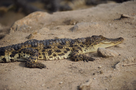 A nearly 2 meter-long crocodile basks in the sunshine inside the crocodile-breeding aquafarm at Huangshan Reservoir, Changfeng Township, Wanning City, south China's Hainan Province, Oct. 31, 2009. (Xinhua/Meng Zhongde)