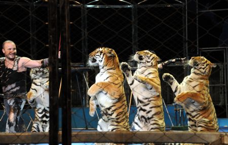 A Russian tiger trainer performs with tigers during the 12th China Wuqiao International Circus Festival in Shijiazhuang, capital of north China's Hebei Province, Nov. 2, 2009.(Xinhua/Gong Zhihong)