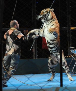 A Russian tiger trainer performs with a tiger during the 12th China Wuqiao International Circus Festival in Shijiazhuang, capital of north China's Hebei Province, Nov. 2, 2009.(Xinhua/Gong Zhihong)