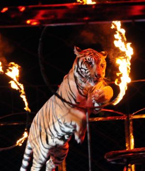 A Russian tiger trainer performs with a tiger during the 12th China Wuqiao International Circus Festival in Shijiazhuang, capital of north China's Hebei Province, Nov. 2, 2009. (Xinhua/Gong Zhihong)