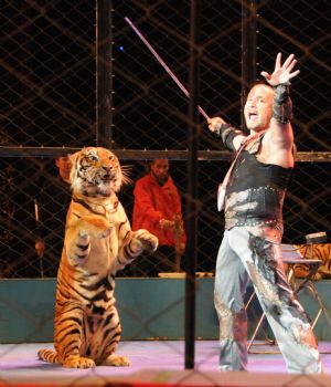 A Russian tiger trainer performs with a tiger during the 12th China Wuqiao International Circus Festival in Shijiazhuang, capital of north China's Hebei Province, Nov. 2, 2009.(Xinhua/Gong Zhihong)