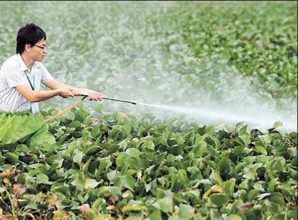 A researcher of the Fujian Academy of Agriculture Sciences sprays weed killer on invasive water hyacinth yesterday in east China's Fujian Province.[Shanghai Daily]