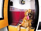 Dogs enjoy leisure time at hotel in Taipei
