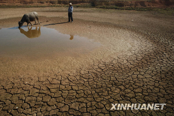 A farmer leads a cow to drink at an almost dry pond in Xiaoqiao Village of Tongjia Town in Yingtan, a city of southeast China&apos;s Jiangxi province, Nov. 3, 2009. Yingtan City has been in drought since September. [Xinhua] 