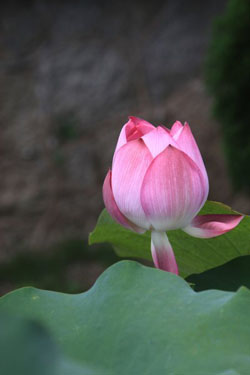 Lotus. Macau is home to many types of Lotus. When I was there, the city was preparing to host a Lotus festival. There were many participant countries notably China, Thailand, Indonesia amongst others.