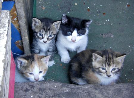 Photo taken by Ren Houshu on Oct. 24, 2009 shows baby cats outside a store on Sifang Road in Qingdao, a coastal city in east China's Shandong Province. Ren Houshu, a nine-year-old student of 4th grade in Jilin Road Elementary School, liked playing pottery pipe and making silk flower. She always presented her handmade silk flower to friends to share the fruit of labor. She owned a poodle named Amy who seemed like her good company. Learning from books and TV she found many beautiful places around the world which inspired her traveling hobby, and therefore to enjoy fun of recording journeys by camera became her earnestly desire.