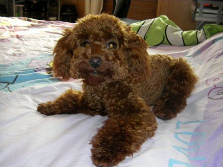 Photo taken by Ren Houshu on Oct. 24, 2009 shows her poodle named Amy in Qingdao, a coastal city in east China's Shandong Province. Ren Houshu, a nine-year-old student of 4th grade in Jilin Road Elementary School, liked playing pottery pipe and making silk flower. She always presented her handmade silk flower to friends to share the fruit of labor. She owned a poodle named Amy who seemed like her good company. Learning from books and TV she found many beautiful places around the world which inspired her traveling hobby, and therefore to enjoy fun of recording journeys by camera became her earnestly desire.