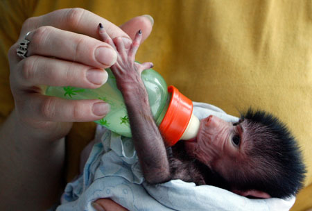 Kira, a 5-day-old baboon baby, is fed by an employee of the Royev Ruchey Zoo in Russia's Siberian city of Krasnoyarsk November 5, 2009. Kira's mother refused to feed her cub and now it will be bottle fed.