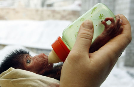 Kira, a 5-day-old baboon, is fed by an employee of the Royev Ruchey Zoo in Russia's Siberian city of Krasnoyarsk November 5, 2009. Kira's mother refused to feed her cub and now it will be bottle fed. 