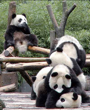 Ten pandas from Sichuan's Wolong Nature Reserve will greet visitors in Shanghai at next year's expo. [Asianews]