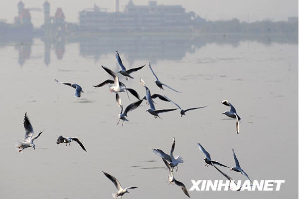 A group of black-headed gulls fly over the Dianchi Lake in Kunming, Yunnan province on November 5, 2009. [Xinhua]