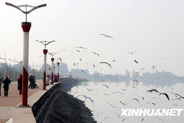 Local people welcome the black-headed gulls at the Dianchi Lake in Kunming, Yunnan province on November 5, 2009. [Xinhua] 