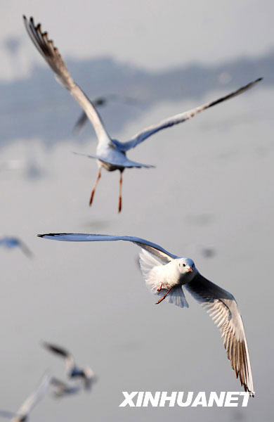 The black-headed gulls fly freely over the Dianchi Lake in Kunming, Yunnan province on November 5, 2009. [Xinhua] 