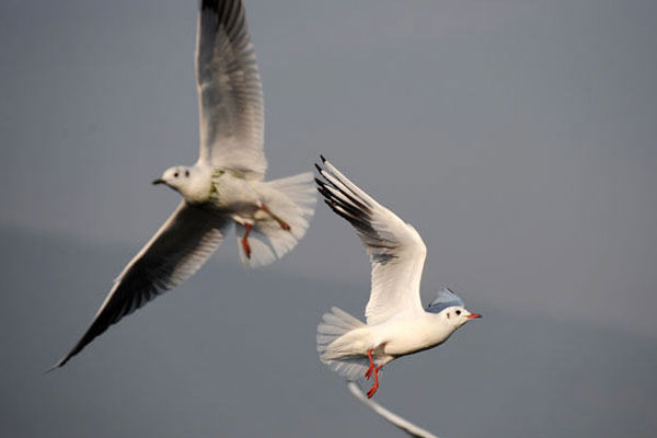 The black-headed gulls fly freely over the Dianchi Lake in Kunming, Yunnan province on November 5, 2009. [Xinhua] 