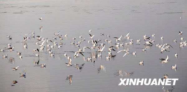 A group of black-headed gulls play in the water of the Dianchi Lake in Kunming on November 5, 2009. [Xinhua] 