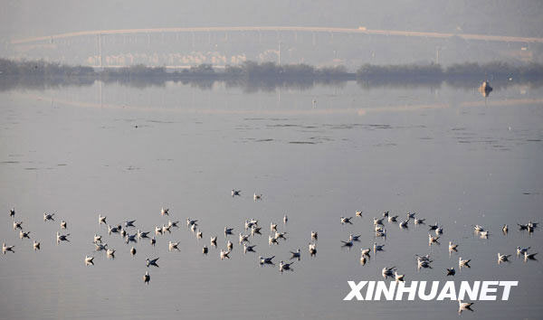 Thousands of black-headed gulls rest on the water of the Dianchi Lake in Kunming, Yunnan province on November 5, 2009. [Xinhua]