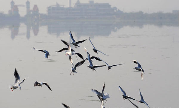 A group of black-headed gulls fly over the Dianchi Lake in Kunming, Yunnan province on November 5, 2009. [Xinhuanet] 