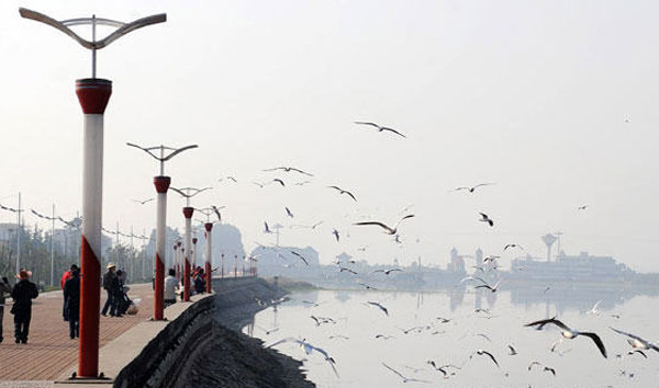 Thousands of black-headed gulls rest on the water of the Dianchi Lake in Kunming, Yunnan province on November 5, 2009. [Xinhuanet]