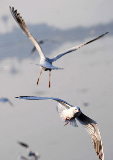 The black-headed gulls fly freely over the Dianchi Lake in Kunming, Yunnan province on November 5, 2009. [Xinhuanet] 