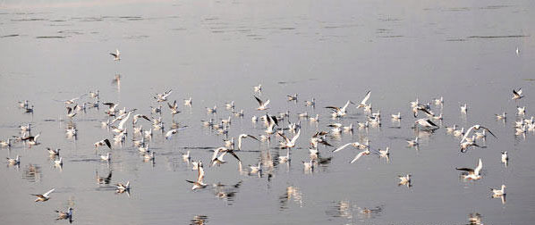 Thousands of black-headed gulls rest on the water of the Dianchi Lake in Kunming, Yunnan province on November 5, 2009. [Xinhuanet]