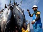 Overfishing-prevention on bluefin tuna