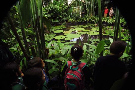 A group of children observe blooming in a botanical garden of Bogota, capital of Colombia, on Nov. 9, 2009. Victoria amazonica is a species of flowering plant, the largest of the Nymphaeaceae family of water lilies. It is native to the shallow waters of the Amazon River basin.[Xinhua/AFP]