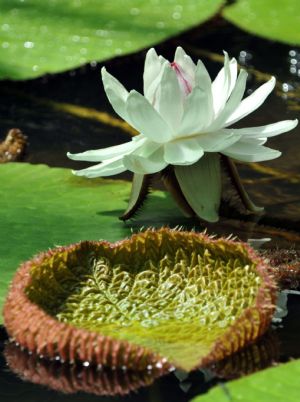 Beautiful victoria amazonica blooms in botanical garden of Bogota, capital of Colombia, on Nov. 9, 2009.[Xinhua/AFP]