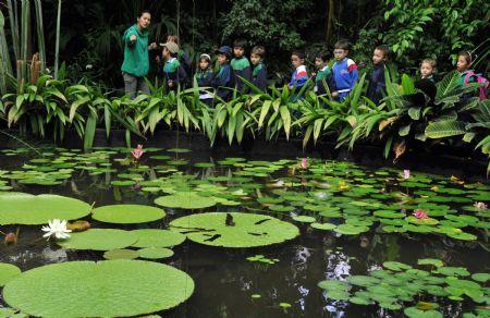 A group of children observe blooming victoria amazonicas in botanical garden of Bogota, capital of Colombia, on Nov. 9, 2009.[Xinhua/AFP]