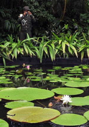 A policeman takes photo for blooming victoria amazonicas in a botanical garden of Bogota, capital of Colombia, on Nov. 9, 2009.[Xinhua/AFP]