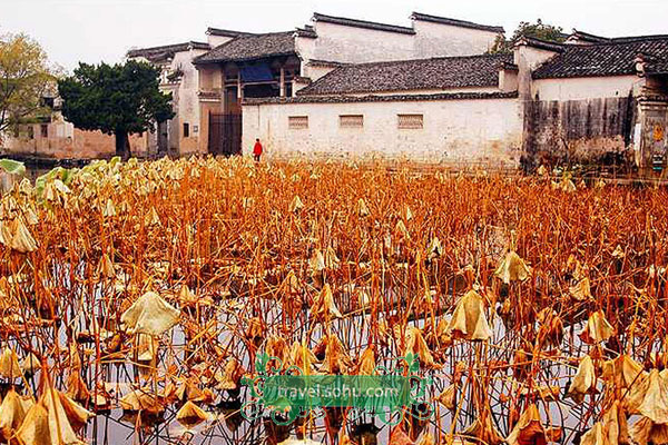 Under the precinct of the ancient Town of Hongcun, Tachuan, also known as Tashang, is a village located in Yixian county in east China's Anhui province. Each autumn, Tachuan is a paradise for photographers as it is full of colors and scenic beauty. The layout of the village aligns with the mountains to create a pagoda shape. [sohu.com] 