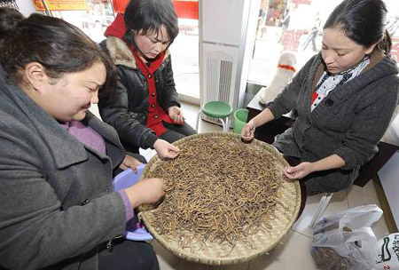 Caterpillar fungi, ginseng and pilose antler are considered the top three tonics in China. Caterpillar fungus is believed to be the only Chinese medicinal herb that can balance yin and yang in the body. (Xinhua Photo)