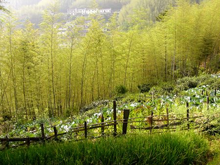 Wood Pit Bamboo Sea is a large bamboo grove is situated at the foot of deep mountain, which is located only about 5 kilometers from the heart of Hongcun Village northeast of Yi County. Wood Pit, which lies in an area with a steep incline, can nevertheless be accessed by car, as there is a local road leading from the village to the mountain which passes the bamboo grove.[Global Times]