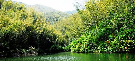 Wood Pit Bamboo Sea is a large bamboo grove is situated at the foot of deep mountain, which is located only about 5 kilometers from the heart of Hongcun Village northeast of Yi County. Wood Pit, which lies in an area with a steep incline, can nevertheless be accessed by car, as there is a local road leading from the village to the mountain which passes the bamboo grove.[Global Times] 