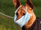 Pets at risk of transmitting A/H1N1: Health authorities