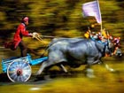 Bull racing takes off in Indonesia