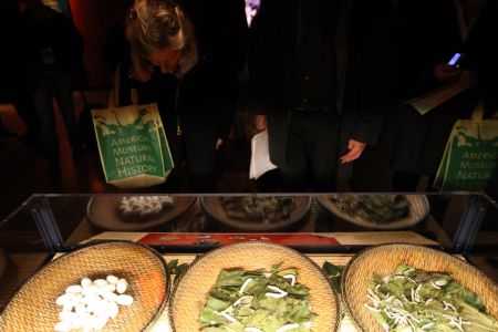Visitors view the pods and fake silk worms during the media preview of the 'Travelling the Silk Road' exhibition at the American Museum of Natural History in New York Nov. 10, 2009.[Xinhua]