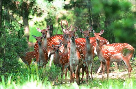 Some sika deer are fingding food. 