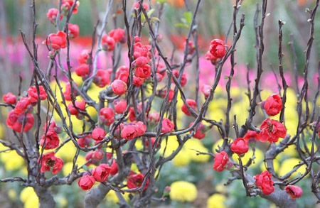 Flower Island in Songshan Lake in Dongguan City, Guangdong Province is like a sea of flowers. Walking across the island, you are greeted by the natural scent, which is relaxing and at times romantic.[Global Times]