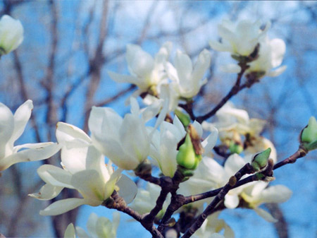 Flower Island in Songshan Lake in Dongguan City, Guangdong Province is like a sea of flowers. Walking across the island, you are greeted by the natural scent, which is relaxing and at times romantic.[Global Times]