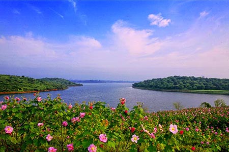 Flower Island in Songshan Lake in Dongguan City, Guangdong Province is like a sea of flowers. Walking across the island, you are greeted by the natural scent, which is relaxing and at times romantic.[Global Times]