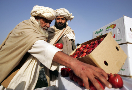 An Afghan businessman arranges apples during a ceremony held at Kabul International Airport, in Kabul, capital of Afghanistan, Nov. 12, 2009. Afghanistan began the first air shipment of apples to the Indian market under the brand of &apos;Silk Route Products&apos; on Thursday. Afghanistan exports apple, grape, melon, pomegranate and dry fruits to India and Arab world. [Zabi Tamanna/Xinhua] 